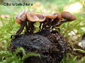 Ciboria batschiana-amf392-2